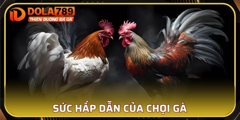 Sức hấp dẫn của chọi gà trên thị trường